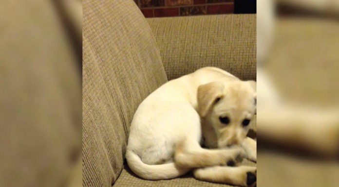 ¡Amarás a estos perros y gatos!