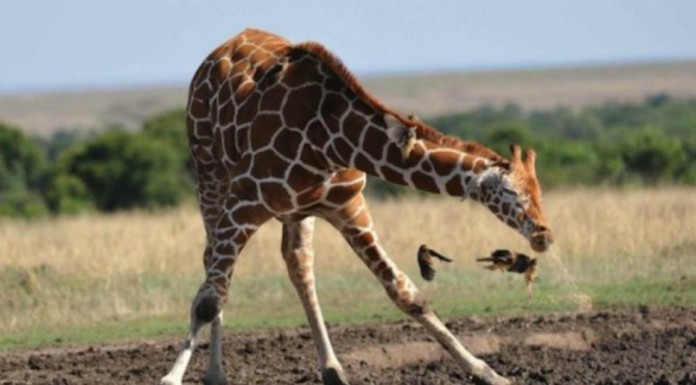 Animales estornudando ¡de forma muy graciosa!