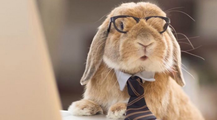 El conejo más elegante del mundo