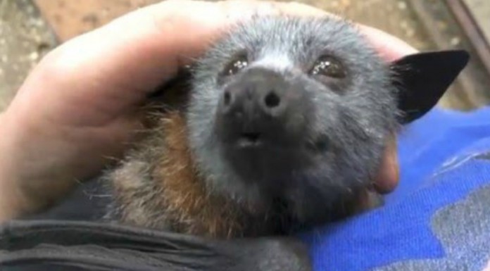 El murciélago ¡más cariñoso!