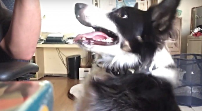 El perro más feliz cuando escucha el Banjo