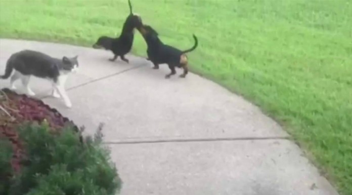 El perro que quiere ¡hacer la carretilla!