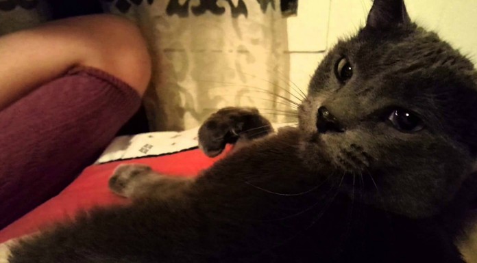 El ronroneo extraño de este gato