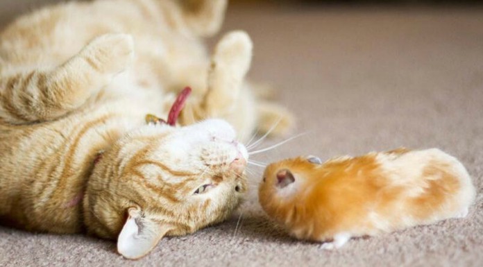 Gatito jugando con una bola ¡de hámster!