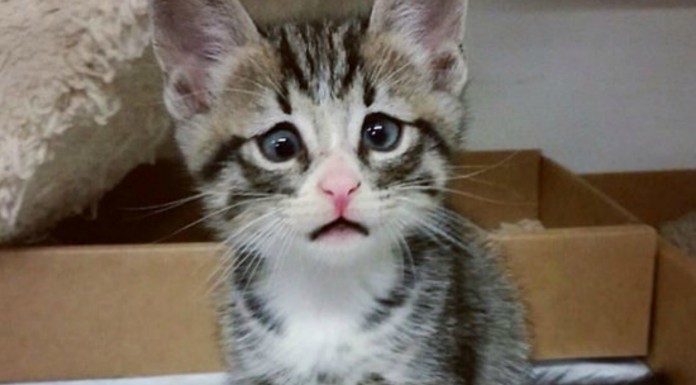 Gatitos bizcos muy adorables