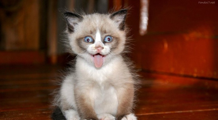 Gatos que odian los reproductores de DVD