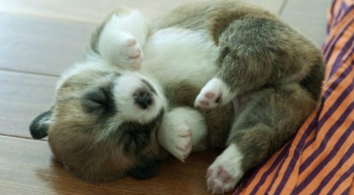 Perritos adorables ¡durmiendo!