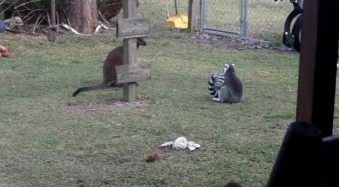 Un lemur y un canguro ¡se divierten!