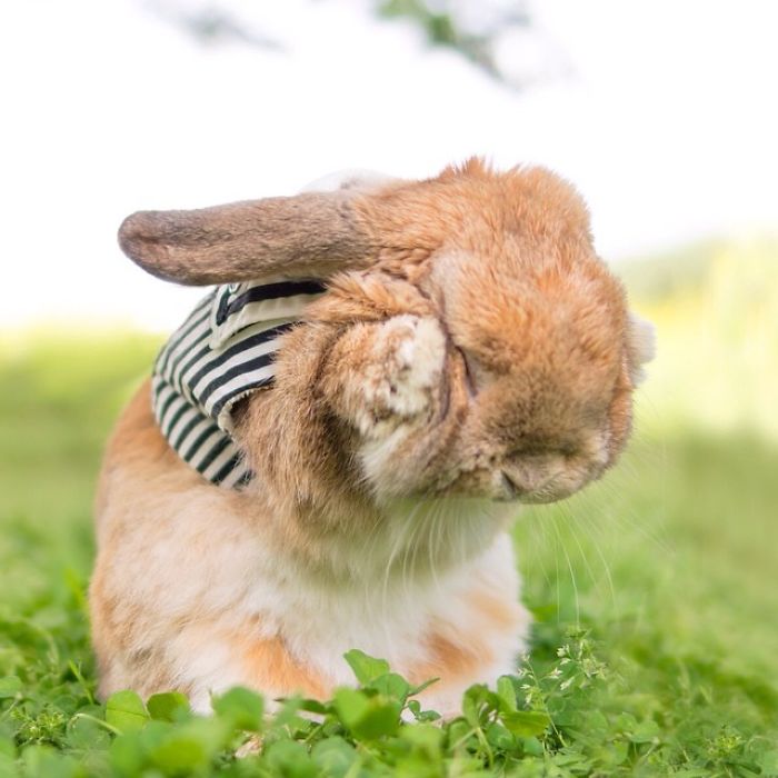 conejo-elegante-instagram-puipui-3