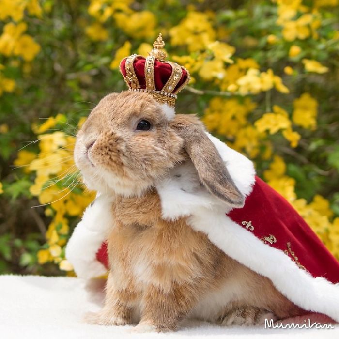 conejo-elegante-instagram-puipui-6