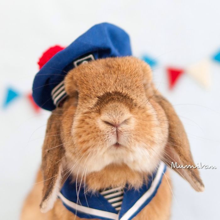 conejo-elegante-instagram-puipui-7