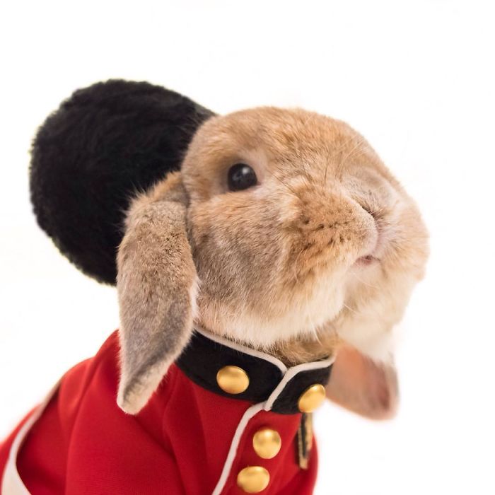 conejo-elegante-instagram-puipui-8