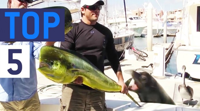 ¡Animales ladrones!