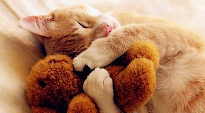 Animales durmiendo ¡divertidísimos!