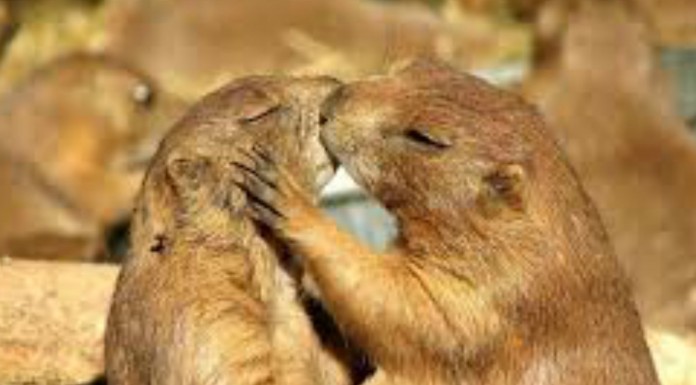 Besos entre animales, ¡adorables!