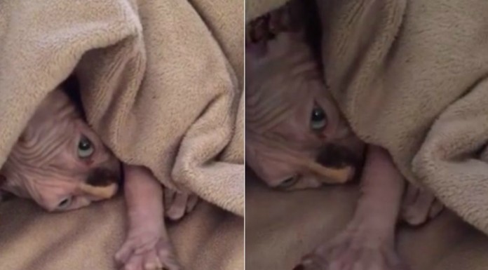 El gato que se parece a Gollum