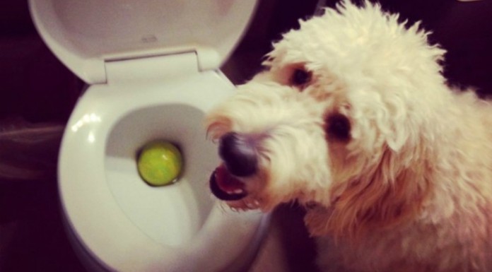 El lado más malote de los animales