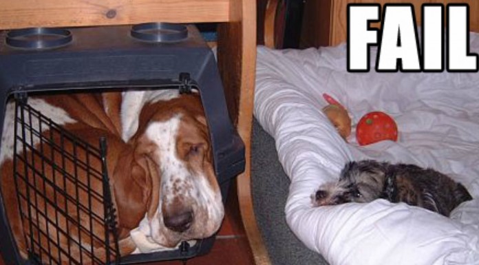 Fails muy épicos de perros