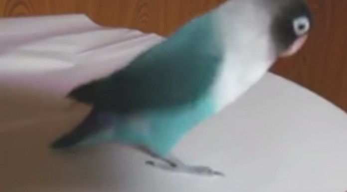 Pájaros ¡a ritmo de música! (Parte I)