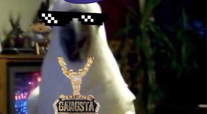 Pájaros ¡a ritmo de música! (Parte II)