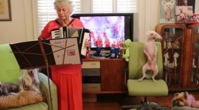 Una abuela y un perro ¡artistas!