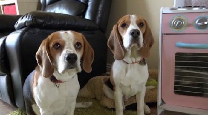 ¿Quién ha hecho este destrozo?