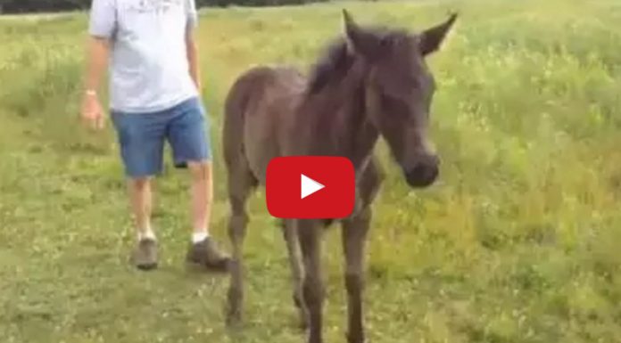 El bebé caballo que pide mimos