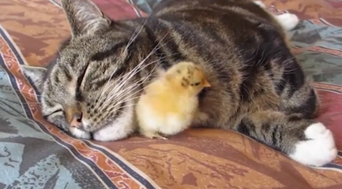 El gato más feliz del mundo