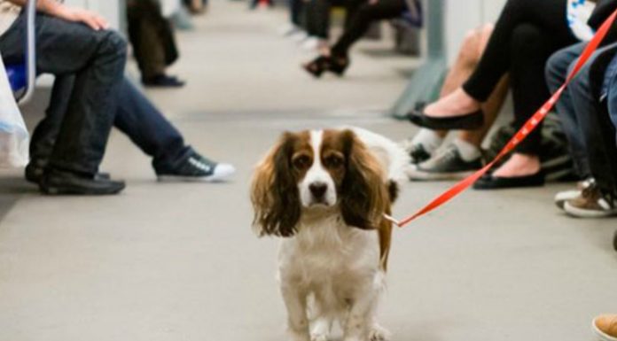 En el metro de Nueva York los perros viajan en bolsas