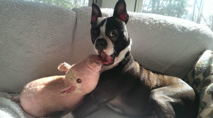 Los animales más divertidos de la semana