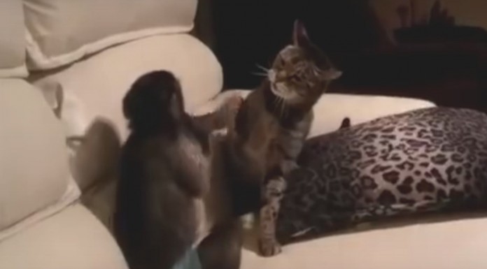 Un mono demasiado chinchón