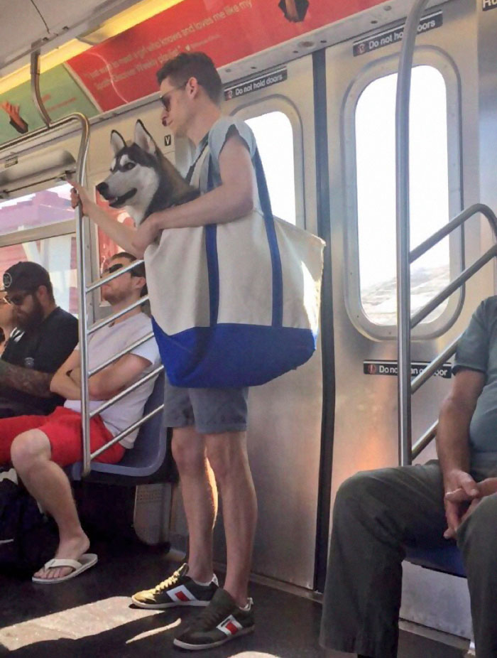 perros-grandes-bolsos-metro-nueva-york-2