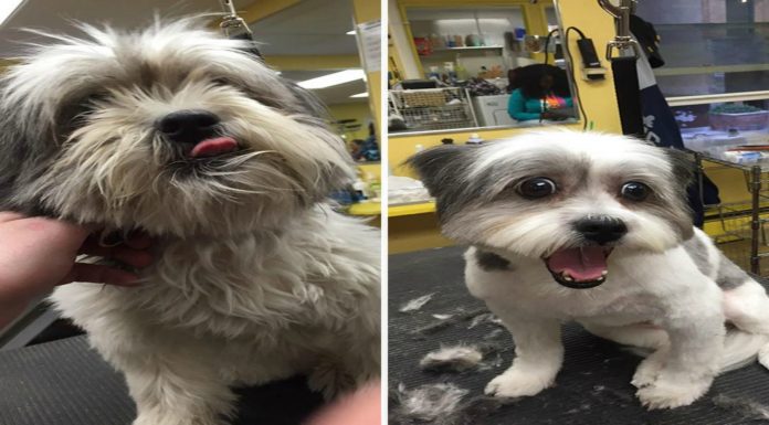 Cortes de pelo ¡muy divertidos!