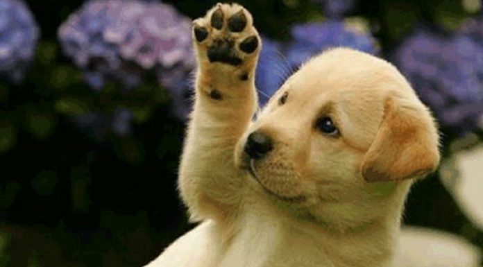 Perros ¡que te quieren saludar! (Parte II)