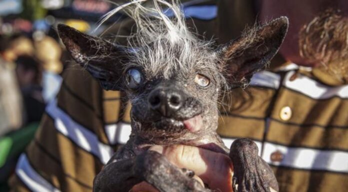 Los perros más feos del mundo | Horribles pero encantadores Los perros más feos del mundo