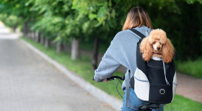 4 Complementos y juguetes que tiene que tener tu perro 4 Complementos y juguetes que tiene que tener tu perro