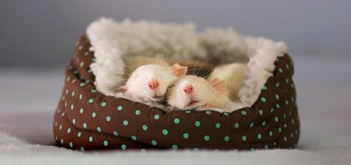 pareja de ratones