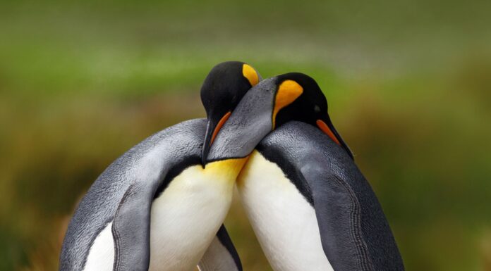 15 animales enamorados | Parejas de animales en San Valentín