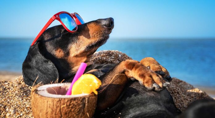 10 perros graciosos y muy chistosos | ¡No pararás de reír! perros graciosos