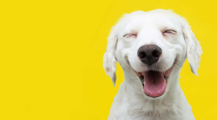 42 Chistes de animales | ¡Para morirse de risa! 42 chistes de animales para morirse de la risa