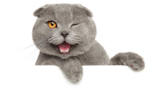 20 Chistes de Gatos | Para partirte de la risa con estos animales