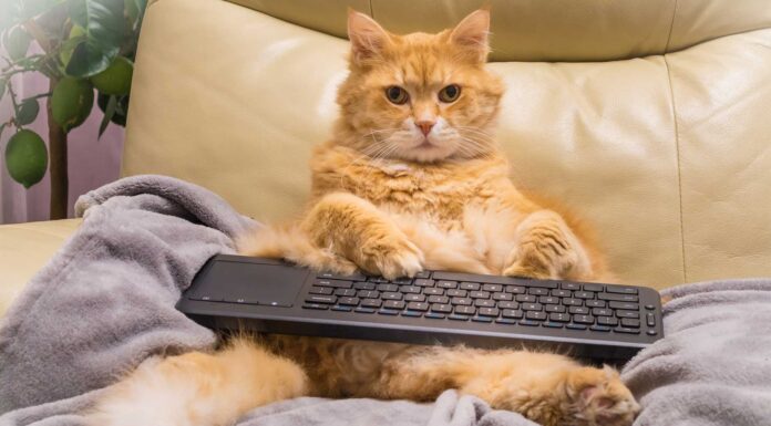 9 Videos de gatos graciosos | De los animales más cómicos Videos de gatos graciosos