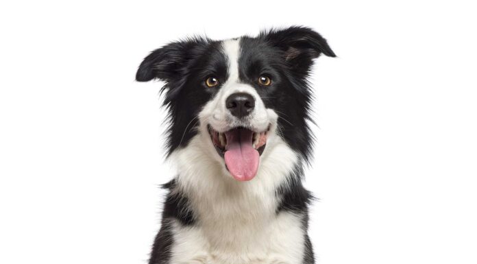 26 Chistes de perros | El mejor amigo del hombre Chistes de perros