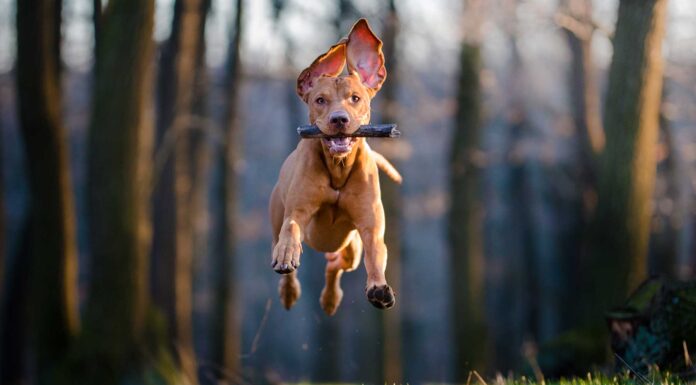 10 videos de perros graciosos | ¡Para morirse de la risa! videos de perros graciosos