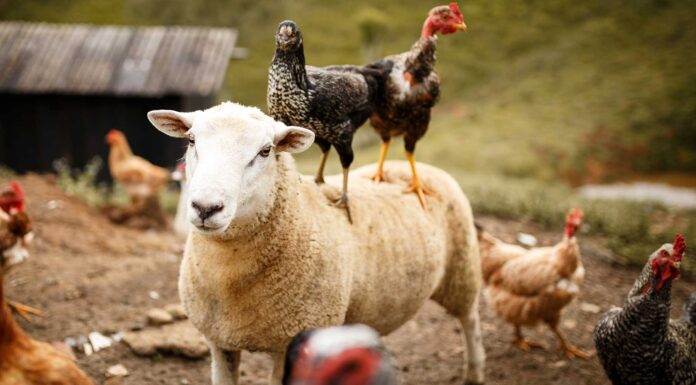 10 videos graciosos de animales | ¡Perros, gatos, leones, loros chistosos! videos graciosos de animales