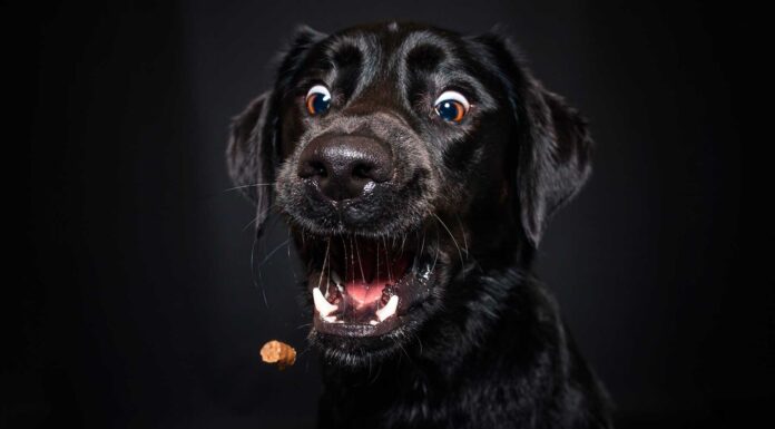 Fotos de animales divertidas | Las mejores del 2024 Fotos de animales divertidas