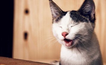 Ver gatitos chistosos | Los mejores videos Ver gatitos chistosos