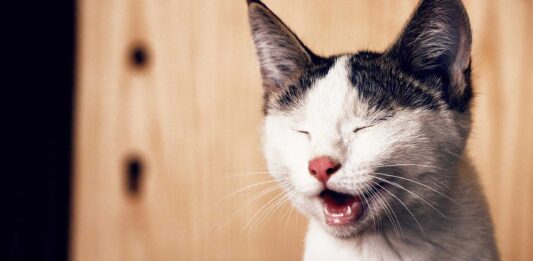 Ver gatitos chistosos | Los mejores videos Ver gatitos chistosos